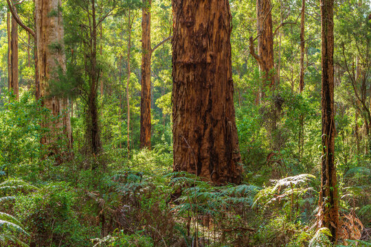 Eucalyptus forest with Karri trees (Eucalyptus diversicolor) in Western Australia © Chris