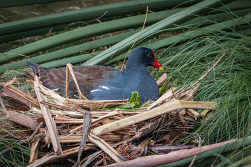 Common Gallinule hatching in a nest in the bushes