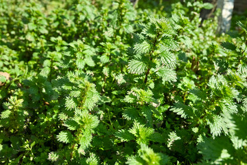nettles in the field