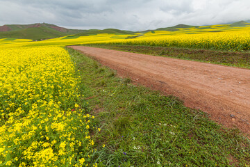 Obraz premium Dirt road between yellow flowering rapeseed fields in the Qi Lian mountains, Qinghai province, China
