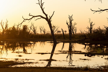 Sunrise over water, silhouettes and reflections in the water surface, Okavango Delta