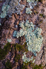 lichen on tree bark