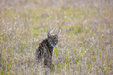 A Beautiful Bobcat Sitting in the Grass looking at the Camera for a Portrait