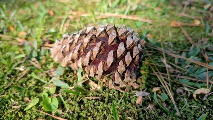 Individual Pine cone alone on green grass tree woods nature wild florest wallpaper background lockscreen holiday christmas environment outdoors outside season
