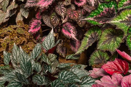 Begonia Rex Leaf Top View Background. Colorful Green Tropical Plants Close Up In Botanical Garden. Garden Begonia-rex Leaves And Branch Background, Top View.