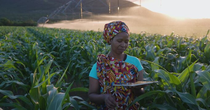 Close-up. Black African woman farmer in traditional clothing using a digital tablet monitoring a large corn crop. Irrigation in background