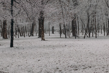 Winter forest. Trees in the snow. Snowfall