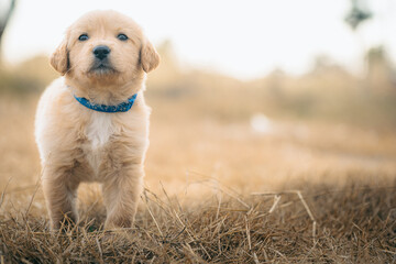 Cute purebred golden Labrador retriever brown puppy dog standing outdoor in the yellow grass field. lovely pet, adorable doggy with copy space
