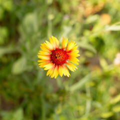 Bright summer flowers in early morning sunlight