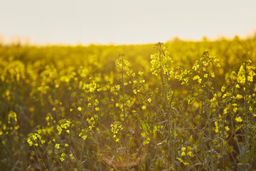 Spring sunny rapeseed field at sunset. Bio Plant. Natural background. Bokeh on foreground. Cultivated mainly for its oil-rich seed, which naturally contains appreciable amounts of erucic acid