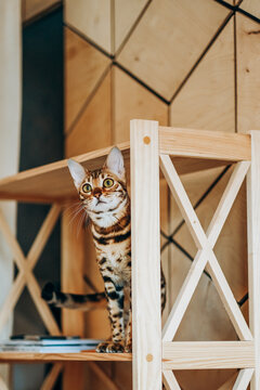 A playful Bengal kitten climbed onto a wooden shelf. Love for pets.