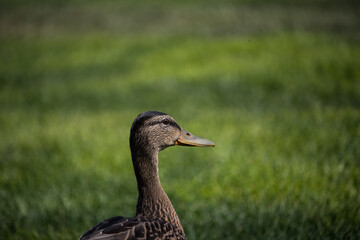 Ducks chilling in a park at summer