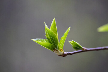 Spring sprout close-up