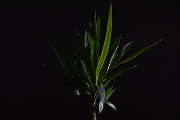 plant on black background