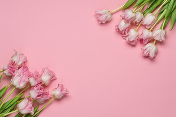 Fresh pink tulips on pastel pink background. 8 march international day or Mother's day background, top view, copy space