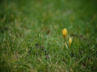 Crocus in Bud