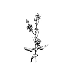 Branch mustard plant with leaf and flower. Vintage vector hatching