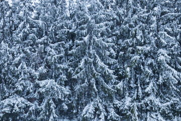 Snowy spruce fence 
