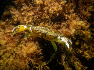 A crab among seaweed and stones. Picture from The Sound, between Sweden and Denmark