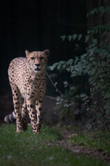 Gepard im Opelzoo 2