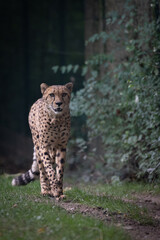 Gepard im Opelzoo