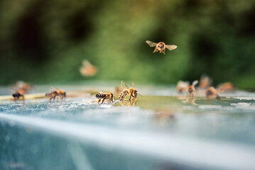 Beekeeping. Flying bees around spilled honey. Macro photography of bees.
