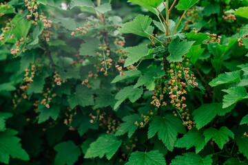 Unripe green berries with withered flowers of red currant growing on branch of bush with leaves in garden. Vitamins, summer, harvest, preservation, vegetarian, nature concept. Soft focus, copy space.