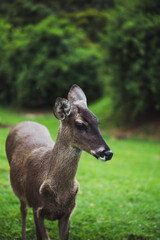 Deer in an ecological park.