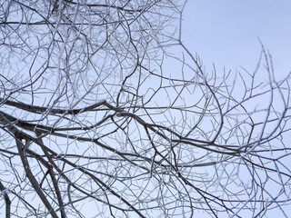 trees covered in snow against the winter sky