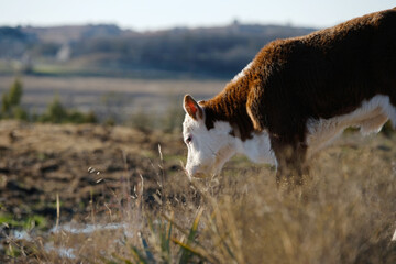 Hereford calf grazing for beef cow farming concept.