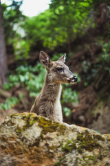 Deer in an ecological park.