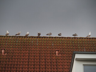 Row of herring gulls on a roof against dark skys