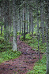Hiking path in a finnish forest. Finland.