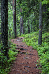 Hiking path in a finnish forest. Finland.