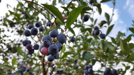 Blueberry cluster on a tree 