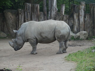 White rhinos are endangered species