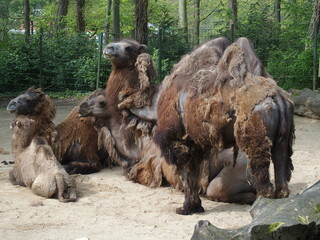Bactrian Camel changing its fur