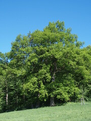 Fototapeta na wymiar Large oak in the Sauerland, North Rhine-Westphalia, Germany