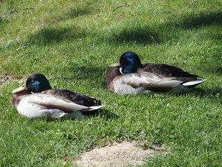 Two drakes are resting on a meadow
