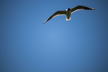 Fototapeta na wymiar Seagull flying on a blue clear sky