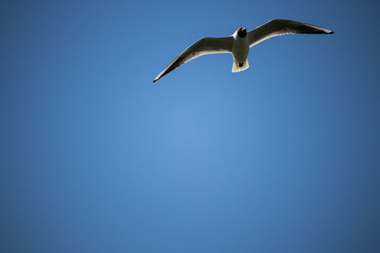 Seagull Flying On A Blue Clear Sky