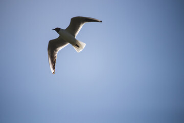 Seagull flying on a blue clear sky