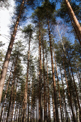 Fototapeta premium Pine tree forest with cloudy blue sky