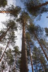 Fototapeta premium Pine tree forest with cloudy blue sky
