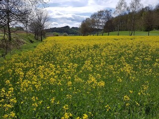 Obraz premium Picturesque: dark clouds over yellow rapeseed fields in the Sauerland, North Rhine-Westphalia, Germany