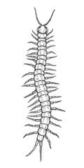 Centipede. Vector illustration in cartoon style on a white background.