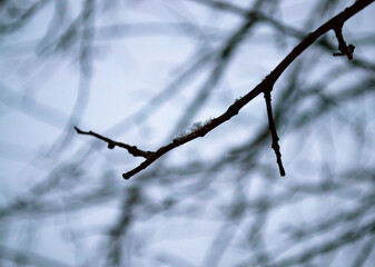 Snowflakes lie on a tree branch against the background of silhouettes of other branches