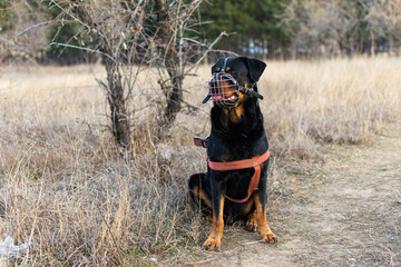 rottweiler with muzzle