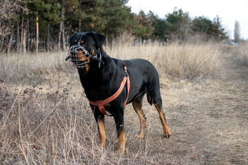 rottweiler dog