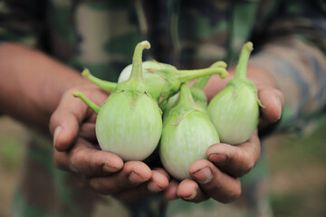 Farmer hand hold eggplants from local organic farm for selling in health care food. local agriculture food for living life.